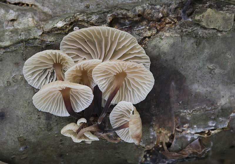 Gymnopus foetidus